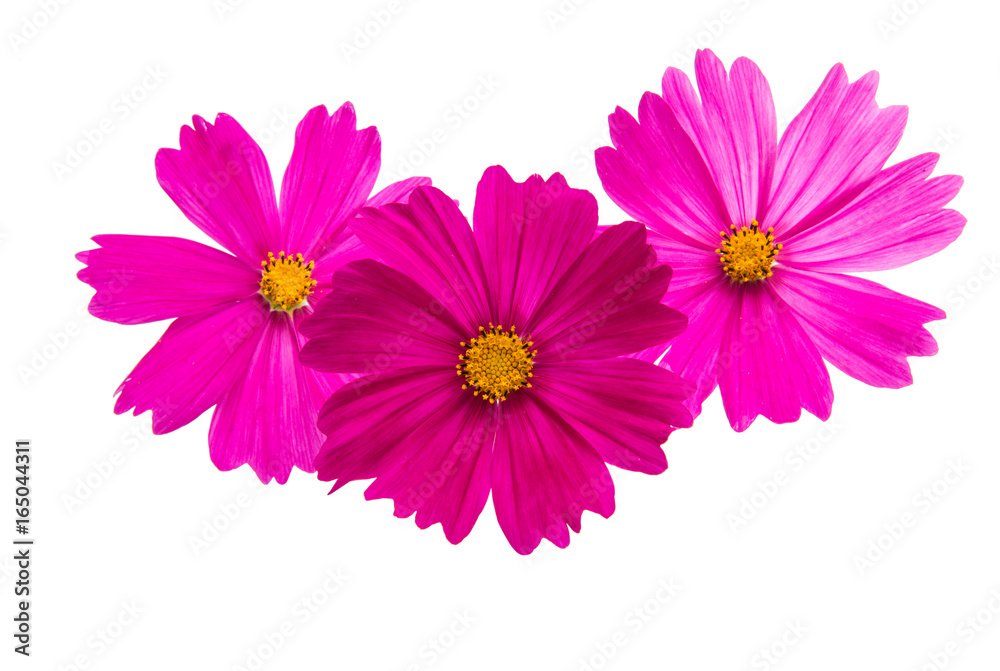 Flower of the Cosmos isolated Flower of the Cosmos isolated