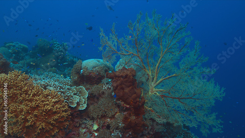 Colorful coral reef with big sea fan and plenty fish