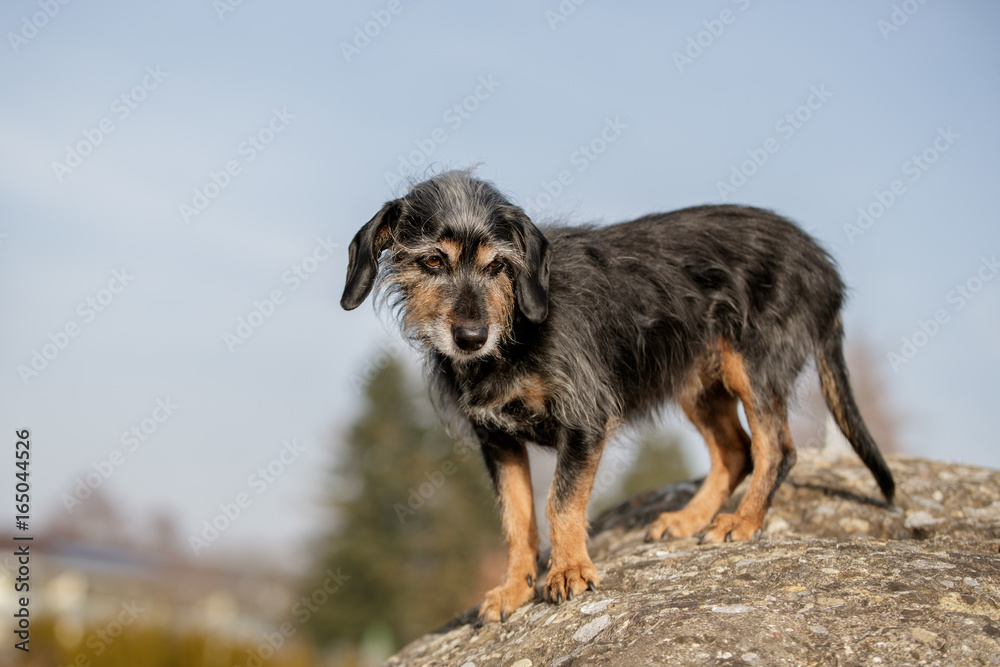 Dackel-Mischling Portrait Dackel-Mischling Portrait