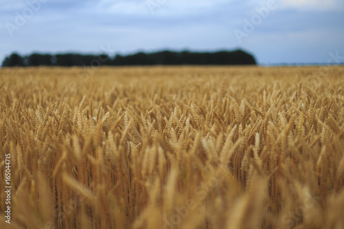 A Field Of Wheat