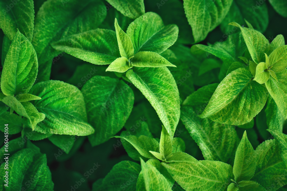 The creative background of leaves. The creative background of leaves.