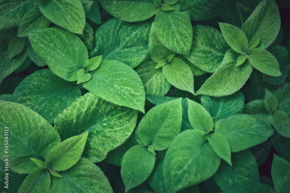 The creative background of leaves. The creative background of leaves.