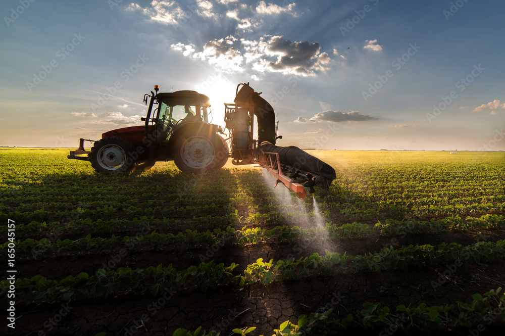 Fototapeta premium Tractor spraying pesticides on soybean field