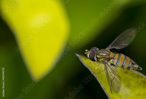 Toxomerus marginatus or flower fly on a green leaf photo