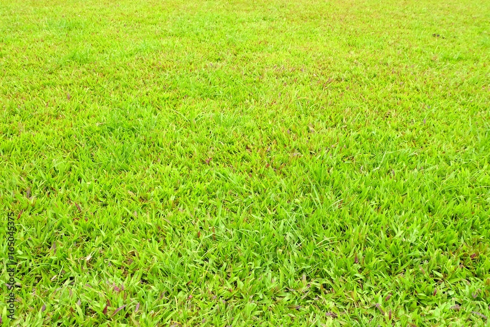 Close-up Green Lawn Background. Close-up Green Lawn Background.