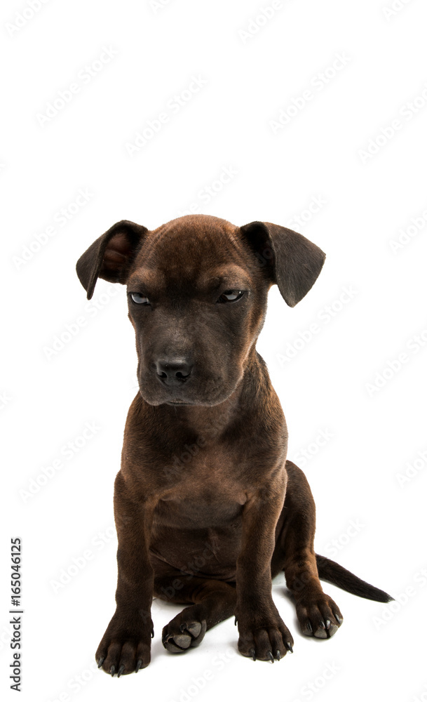 Obraz premium Brown dog terrier