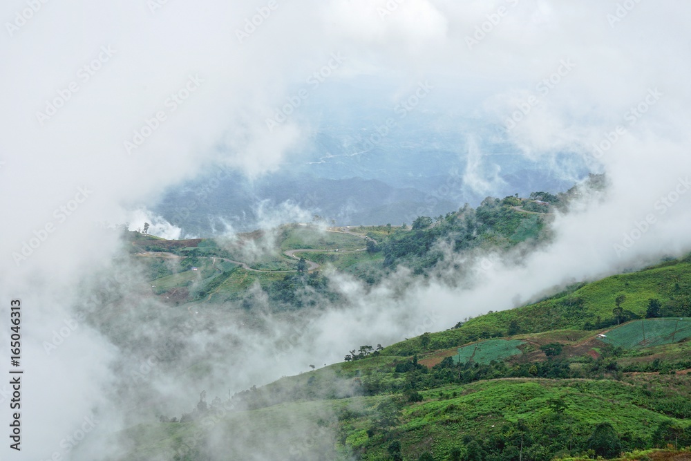 Obraz Rano górski krajobraz z zakrzywioną drogą, falami mgły i pochmurnego nieba. Ziemia uprawna w Phu Tub Berg, prowincja Phetchabun, Tajlandia