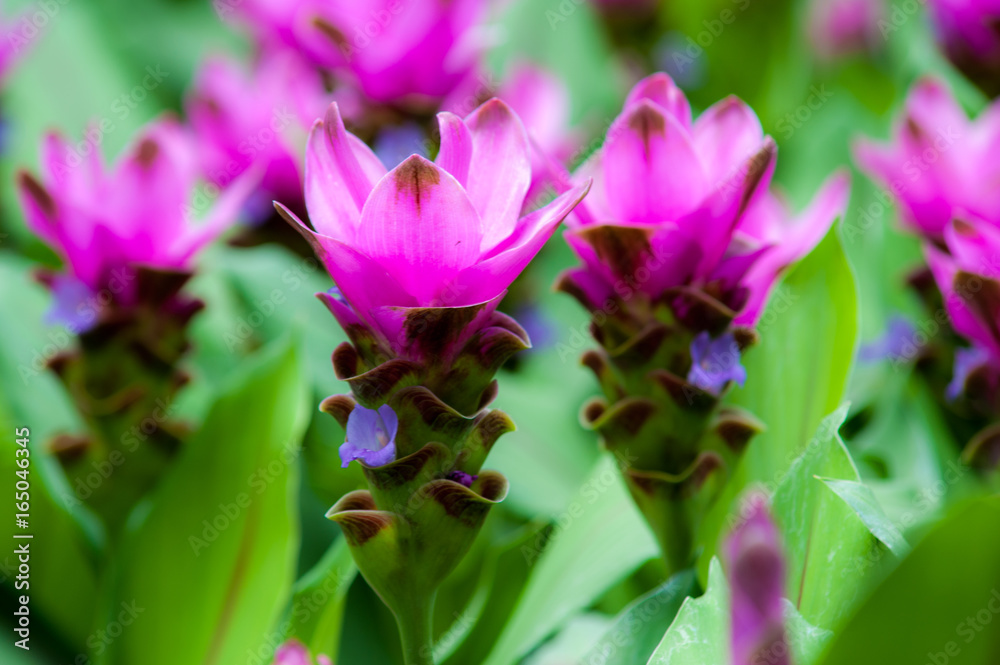 flower garden Curcuma sessilis. flower garden Curcuma sessilis.