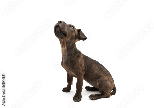 Brown dog terrier
