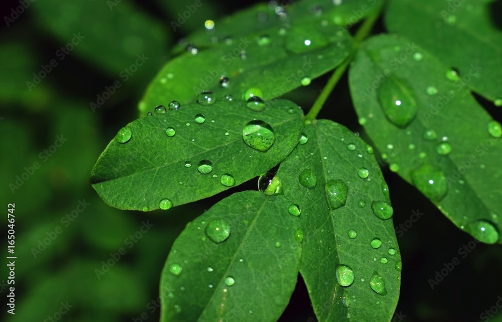 Nature after heavy rain Nature after heavy rain