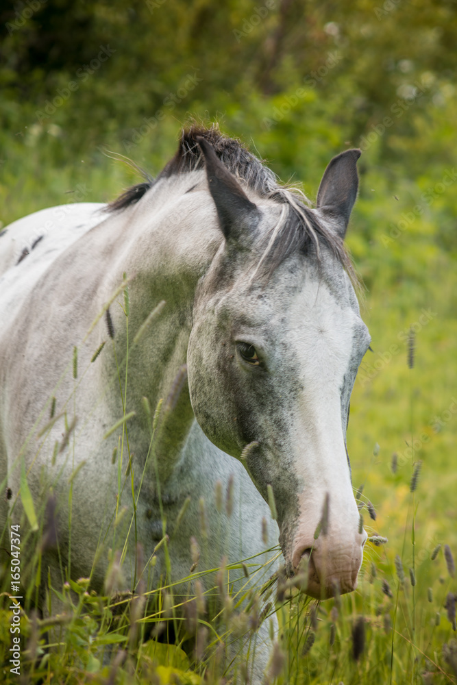 Obraz premium Mare on the Range