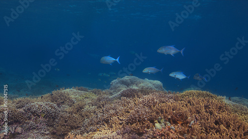 Coral reef with Bluefin Trevallies and healthy hard corals.