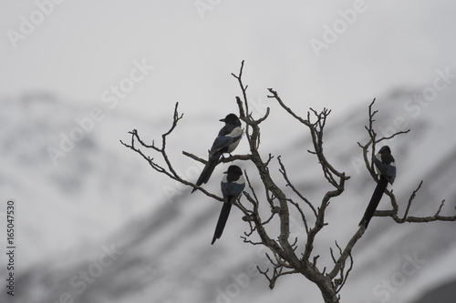 Birds at high altitude in Himlayan range photo