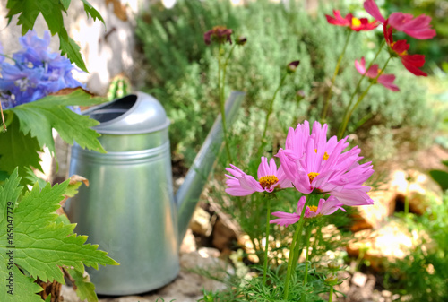 fleurs et arrosoir en métal dans jardin