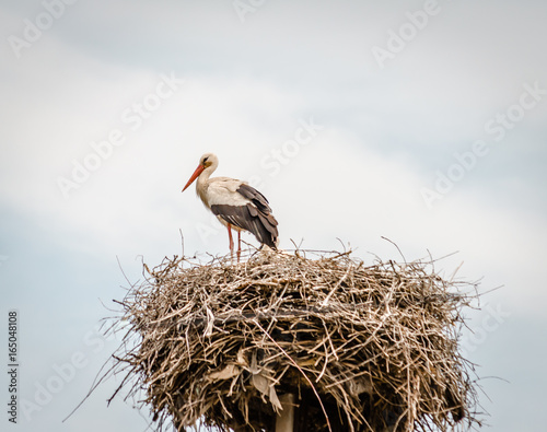 Stork in the nest 
