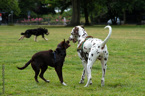 hundewiese photo