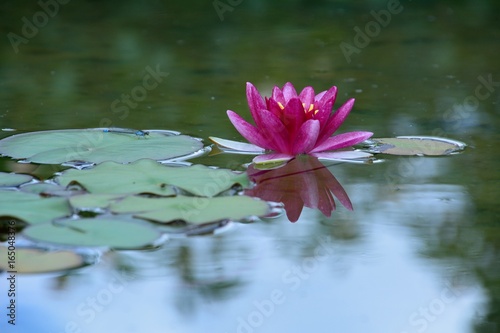 Fototapeta Naklejka Na Ścianę i Meble -  睡蓮の花咲く　Water lily flowers in japanese summer