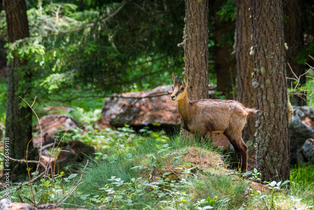 Naklejka premium Gämse im Wald des Gran Paradiso Nationalpark, Aosta Tal, Italien