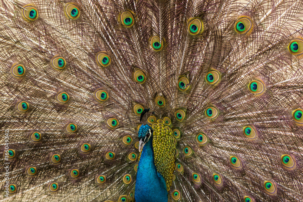 Fototapeta premium Proud to be a Peacock