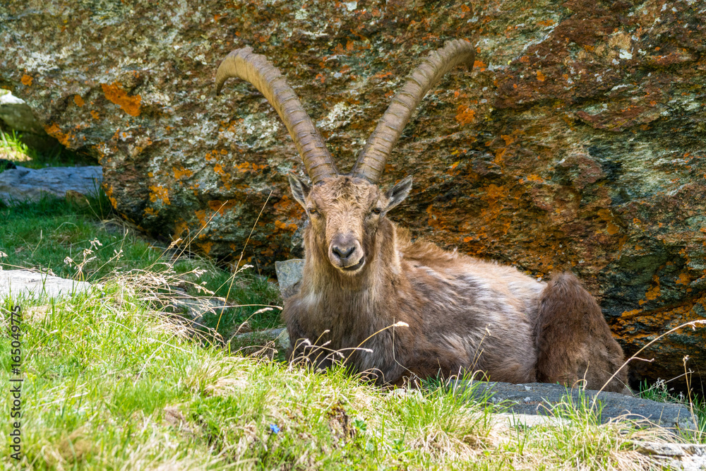 Majestätischer Alpensteinbock vor Felsen, Grand Paradiso Nationalpark Majestätischer Alpensteinbock vor Felsen, Grand Paradiso Nationalpark