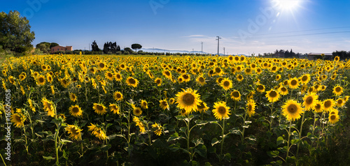 Sunflowers