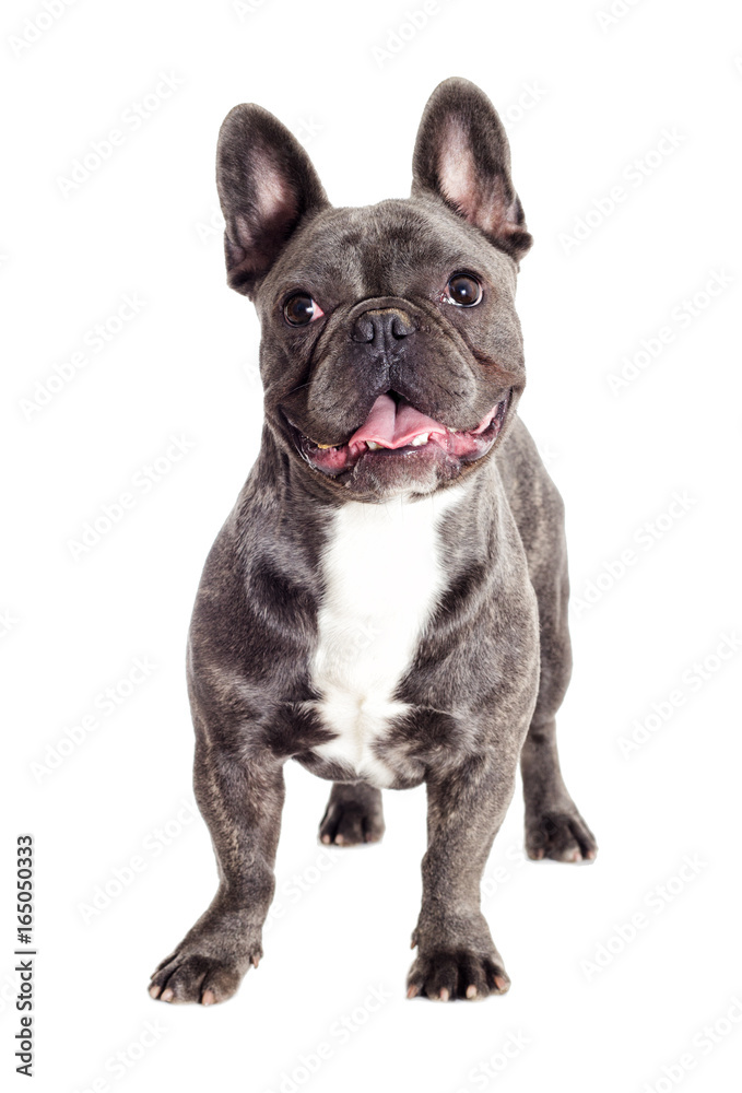 French bulldog dog standing and looking