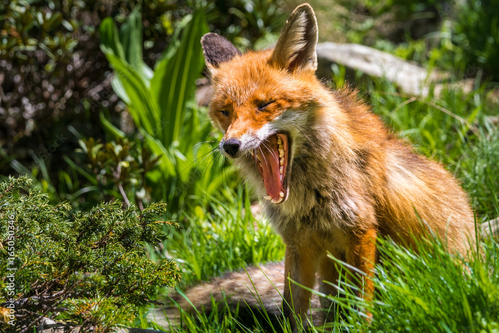 Gähnender Rotfuchs im Gran Paradiso Nationalpark, Aosta Tal, Italien Gähnender Rotfuchs im Gran Paradiso Nationalpark, Aosta Tal, Italien