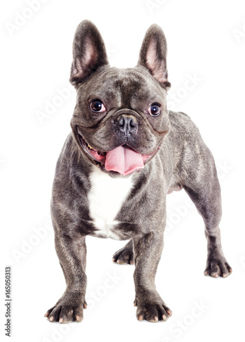French bulldog dog standing and looking at full length © Happy monkey