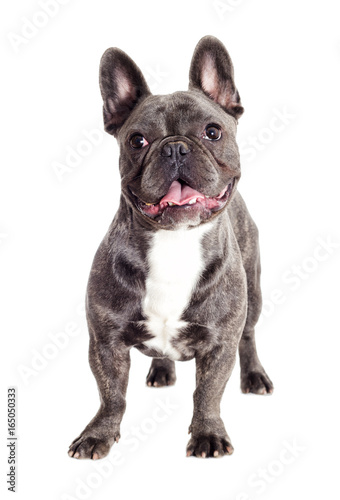 French bulldog dog standing and looking