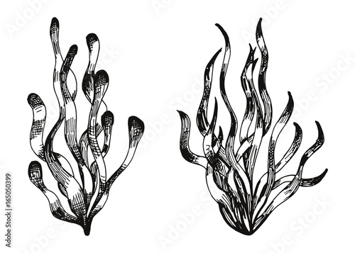 Water Plants Hand Drawing Algae Vector Stock Vector Adobe Stock