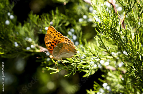 Orange butterfly in a garden on a juniper tree