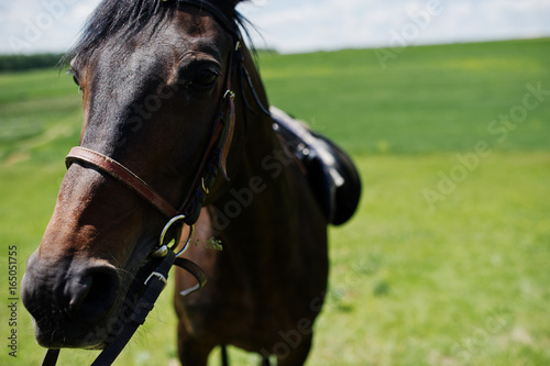 Close up head of black horse on a field at sunny day.