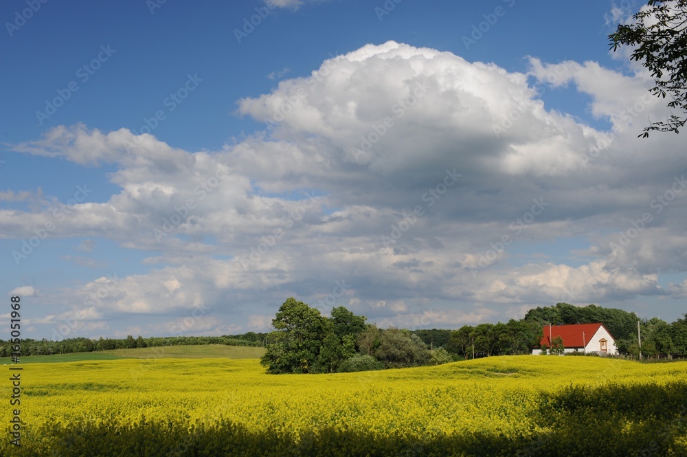 Rapsfeld in Vorpommern