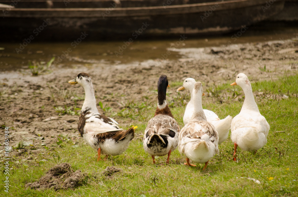 Ducks in their natural environment Ducks in their natural environment