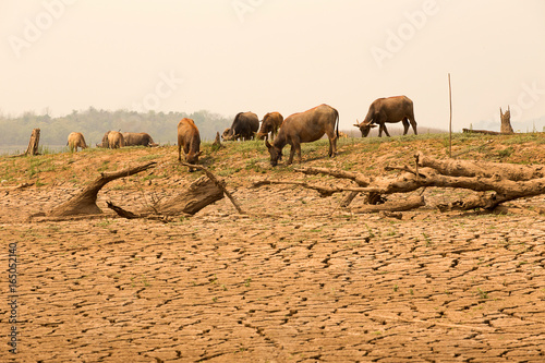 Herd of cows're walking on river  because global warming and El Nino effect. photo