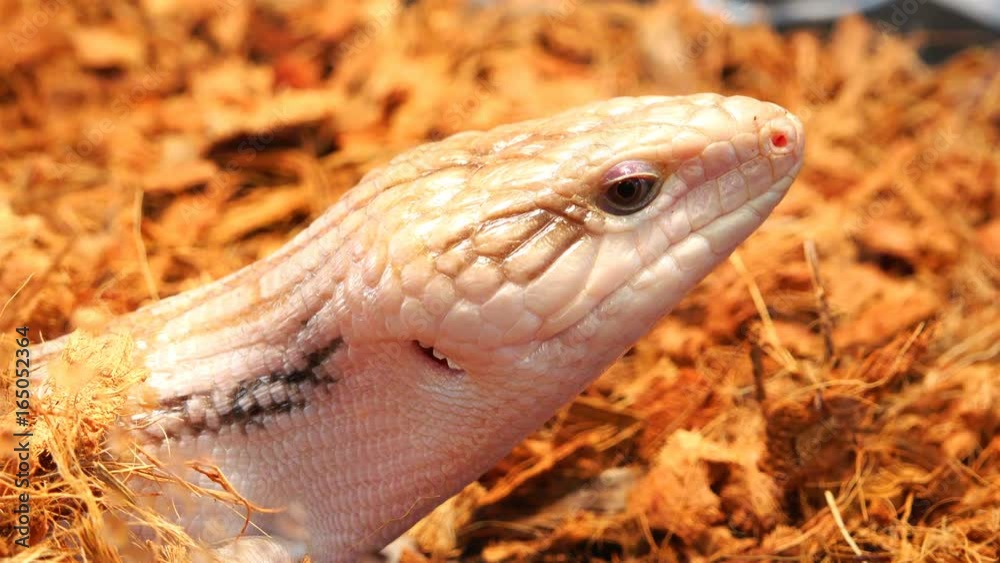 a reptile with a skin of a snake picks out a poisonous tongue of black color, staying in its fauna a reptile with a skin of a snake picks out a poisonous tongue of black color, staying in its fauna