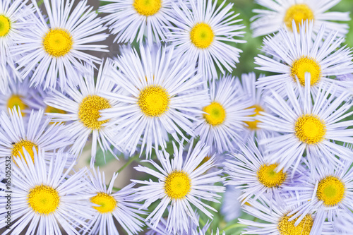 blue camomile like flowers from top