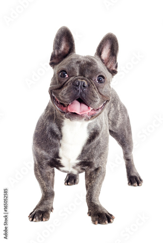 French bulldog dog standing and looking at full length