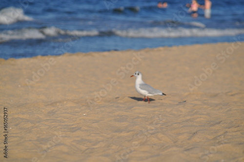 Obraz na płótnie Ptak na plaży