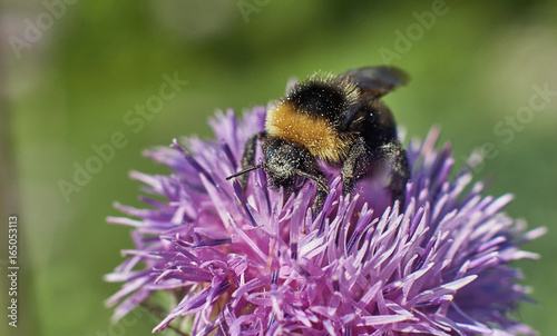 Bumblebee resting on a flower.