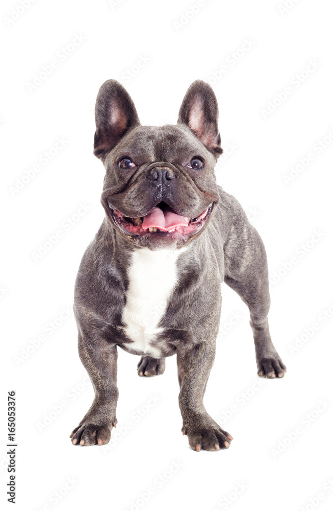French bulldog dog standing and looking at full length
