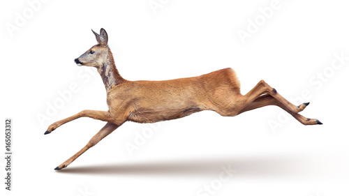 Foto Jump of the Roe Deer (with shadow) isolated on white.