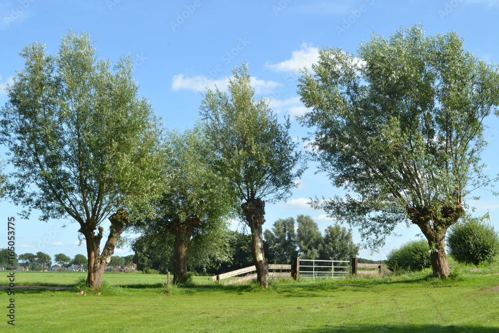 knotwilgen in op het voorerf van een boerderij knotwilgen in op het voorerf van een boerderij