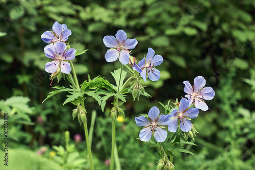 Fototapeta Naklejka Na Ścianę i Meble -  Flowers of wild geranium Lisno on summer.
