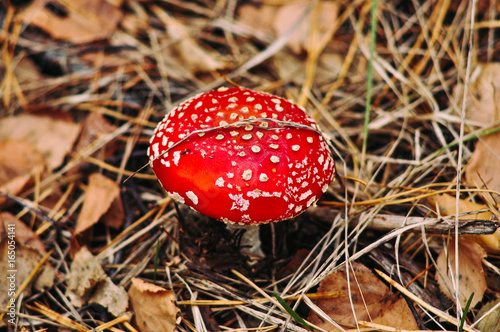 Amanita muscaria. Beautiful and poisonous.