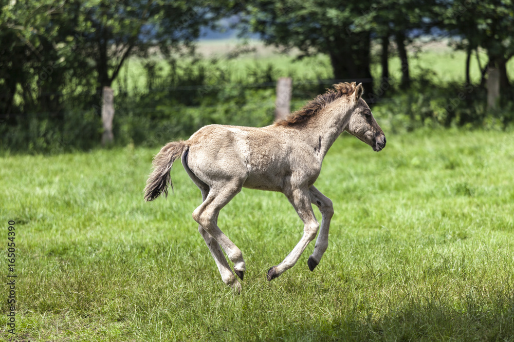 Fototapeta premium Wildpferde Dülmen