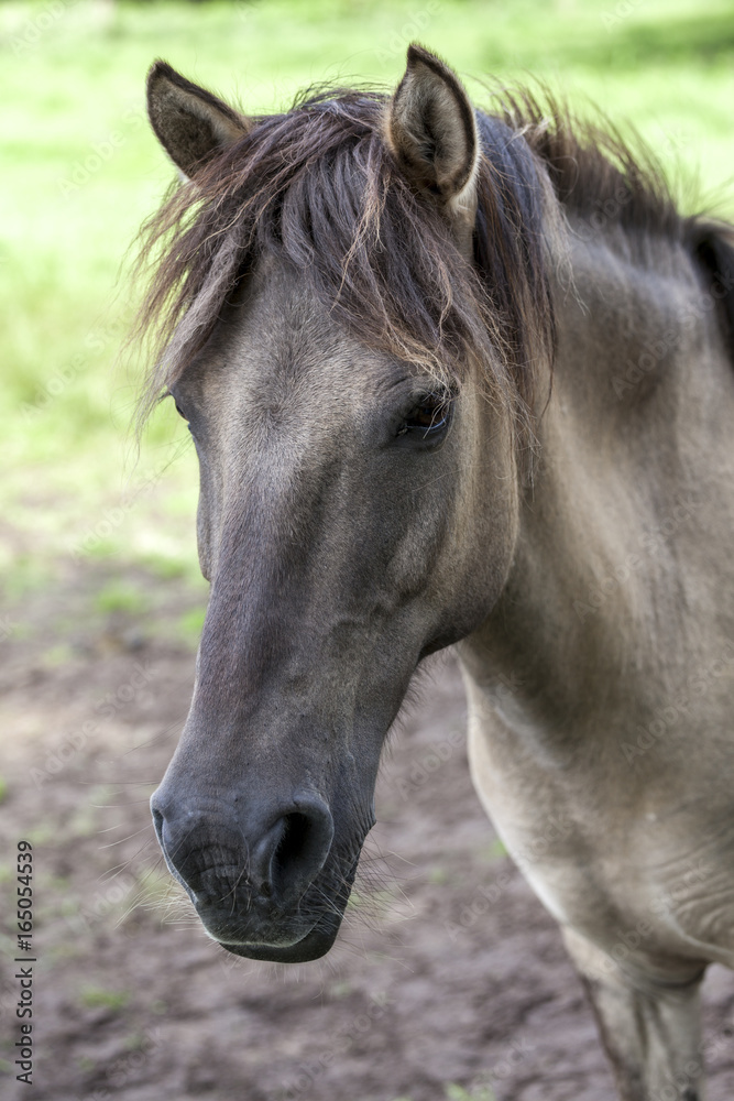 Obraz premium Wildpferde Dülmen