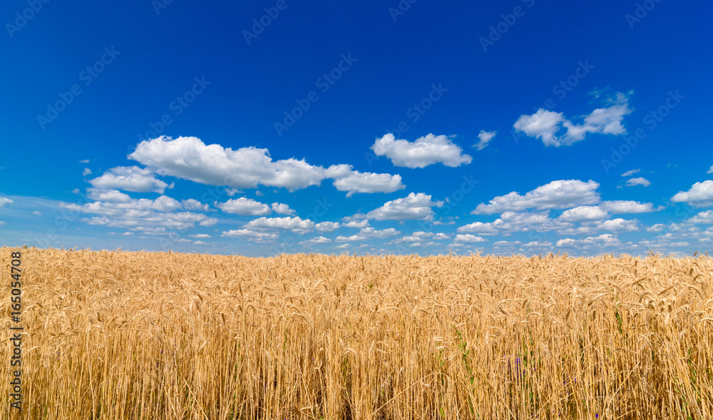 Golden wheat in the field in sunlight with blue sky and clouds, free space. Spikes of ripe wheat field under blue sky background. Agriculture, agronomy and farming background. Harvest concept