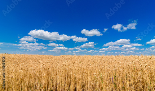 Golden wheat in the field in sunlight with blue sky and clouds  free space. Spikes of ripe wheat field under blue sky background. Agriculture  agronomy and farming background. Harvest concept