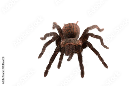 Brachypelma vagans spider Isolated